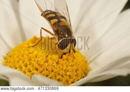 Natural Closeup Of A Migrant Hoverfly, Eupeodes Corollae, On A White Pretty Daisy Flower In The Gard