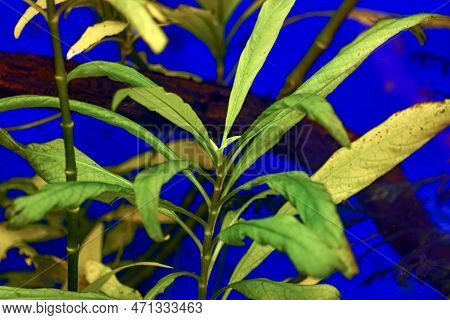 Hygrophila Angustifolia In A Freshwater Aquarium. Soft Focus. Selective Focus
