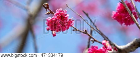 Beautiful Yae Sakura Cherry Blossom Blooming In Taiwan.