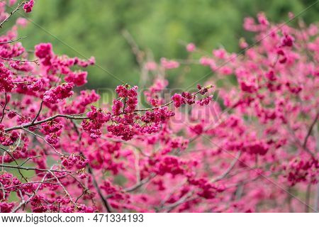 Beautiful Yae Sakura Cherry Blossom Blooming In Taiwan.