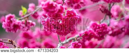 Beautiful Yae Sakura Cherry Blossom Blooming In Taiwan.