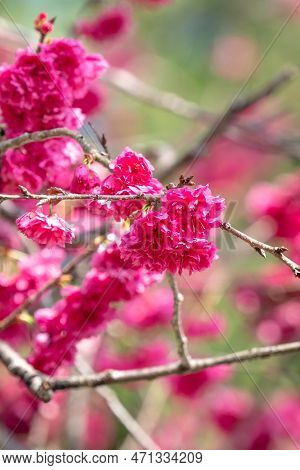 Beautiful Yae Sakura Cherry Blossom Blooming In Taiwan.
