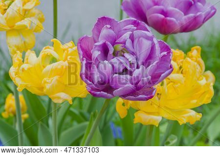 Colorful Spring Meadow With Purple Tulip Negrita Double And Yellow Tulip Monte Carlo Flowers - Close
