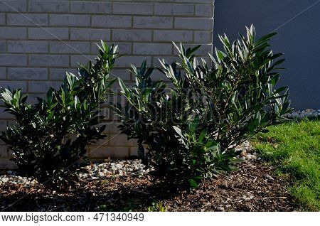 An Evergreen Shrub In Front Of A Light Wood Wire Fence Will Improve The Opacity Of The Street. Drip 