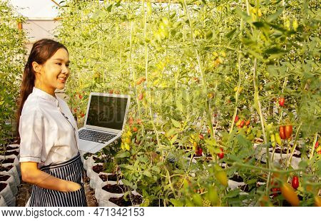 Asian Female Chef Working In Hotel Kitchen Uses Data On Laptop To Select Produce From Cherry Tomato 