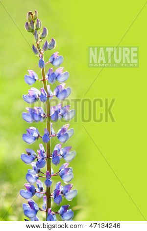 Den store endivie Lupin (Lupinus polyphyllus) er smukke sommerblomst med meget giftige (psychedeli