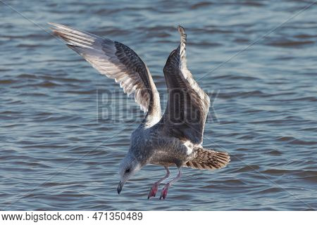 Young Herring Gull (larus Argentatus) In Flight