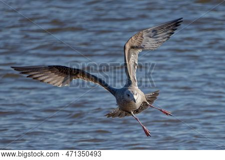Young Herring Gull (larus Argentatus) In Flight