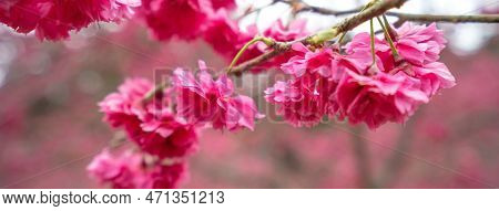Beautiful Yae Sakura Cherry Blossom Blooming In Taiwan.