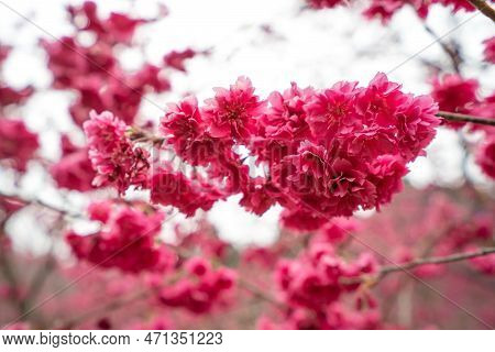 Beautiful Yae Sakura Cherry Blossom Blooming In Taiwan.