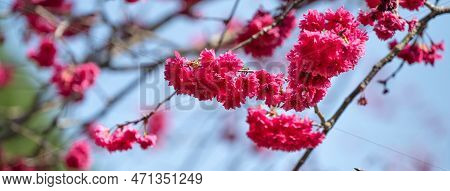 Beautiful Yae Sakura Cherry Blossom Blooming In Taiwan.