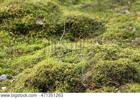 Mossy Higher Plants Or Bryophytes In Autumn Forest. The Theme Of Biology, The Science Of Mosses. For