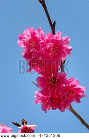 Beautiful Yae Sakura Cherry Blossom Blooming In Taiwan.