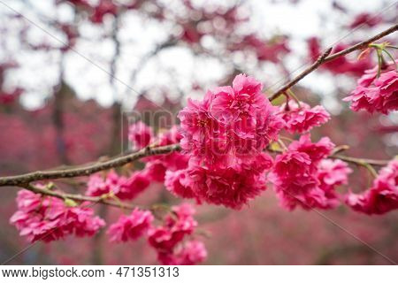 Beautiful Yae Sakura Cherry Blossom Blooming In Taiwan.