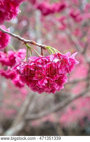 Beautiful Yae Sakura Cherry Blossom Blooming In Taiwan.