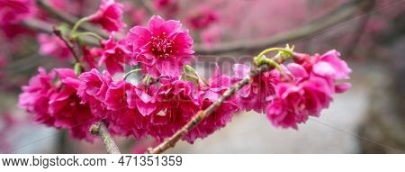 Beautiful Yae Sakura Cherry Blossom Blooming In Taiwan.