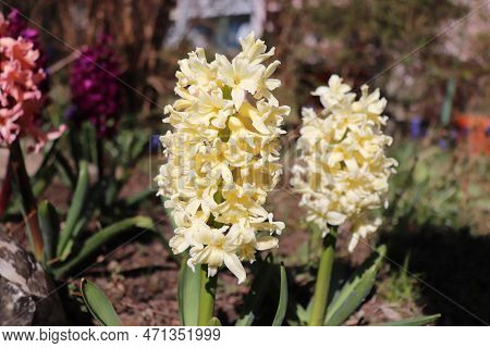 Hyacintus Gipsy Princess. Closeup Of Scented Yellow Hyacinth Flowers In A Garden. With A Beautifully