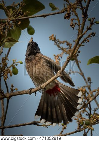 Red Vented Bulbul The Red Color Under The Tail Is Often.