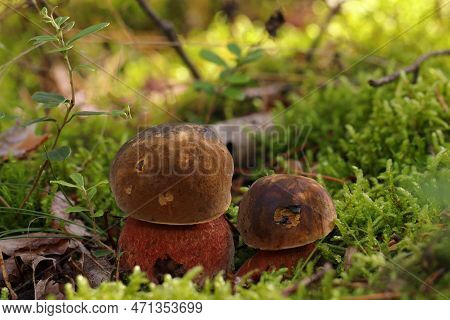 Two Small, Young Edible Neoboletus Luridiformis Mushrooms Grow In A Moss In A Forest. Bay-brown Cap,