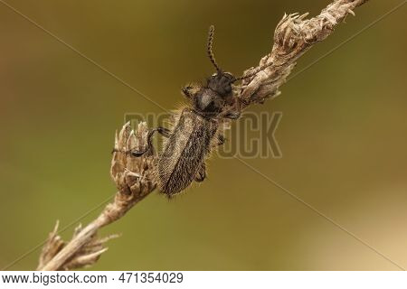 Natural Closeup On A Hairy Mediterranean Enicopus Beetle , Hanging On A Dried Straw