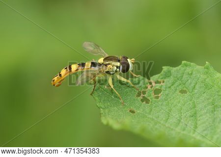 Natural Closeup On A Long Hoverly, Sphaerophoria Scripta, Sitting On A Green Leaf In The Garden