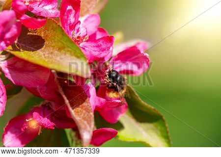 Spring. Insect Collects Nectar From Pink Flowers In Sunlight. Apple Trees In Bloom. Defocus, Selecti