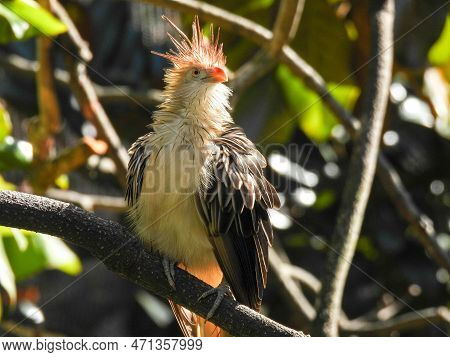 Guira Cuckoo Bird Perched On A Branch