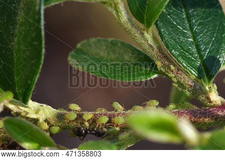 Aphids Suck The Sap From Plants. Ants Guard Their Aphids. Selective Focus.