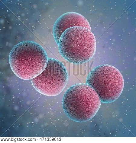 Medical Background, Bacteria Cocci, Diplococci, Gram-negative Genus Neisseria, Causing The Disease M