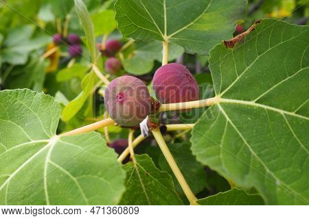 Fig, Or Fig Tree, Or Common Fig Tree Ficus Carica Is A Subtropical Deciduous Plant Of The Genus Ficu