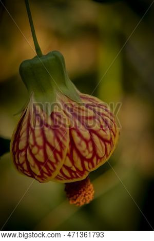 Abutilon Stratum Is A Species Of Flowering Plant In The Family Malvaceae.
