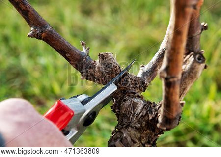 Farmer Pruning The Vine In Winter. Agriculture.