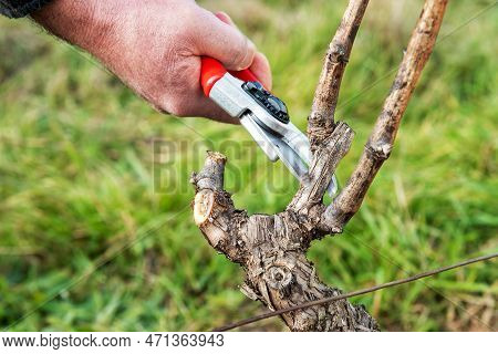 Farmer Pruning The Vine In Winter. Agriculture.