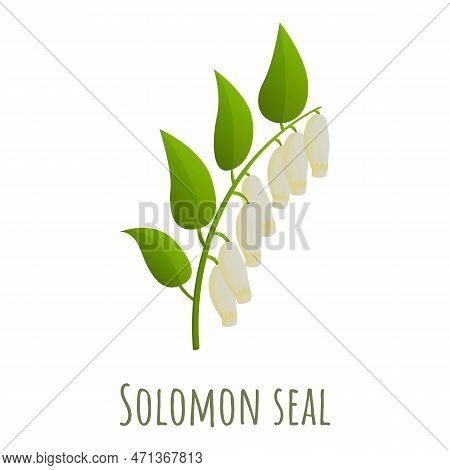 Solomon Seal Polygonatum Icon. Cartoon Of Solomon Seal Polygonatum Icon For Web Design Isolated On W