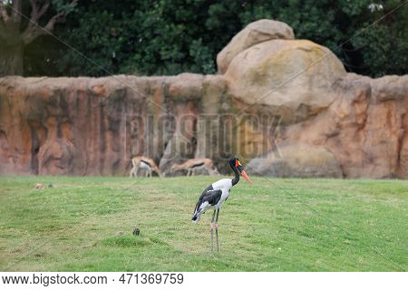 The Saddle-billed Stork Or Saddlebill,ephippiorhynchus Senegalensis, A Large Wading Bird In The Stor