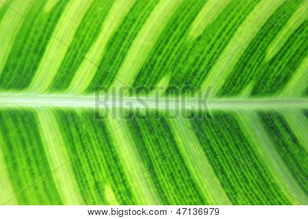 Green Fresh Arrowroot Blade Texture