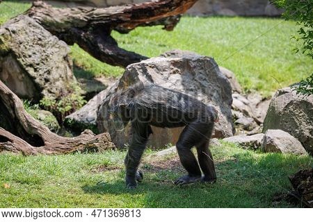Splendid Exemplar Of Monkey In A Naturalistic Environment.