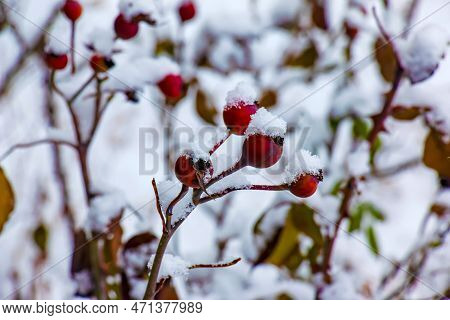 Snow Covered Red Rosehip Berries On A Bush In Winter. Wild Rose Hips Rosa Acicularis. Winter Berries