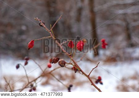 Snow Covered Red Rosehip Berries On A Bush In Winter. Wild Rose Hips Rosa Acicularis. Winter Berries