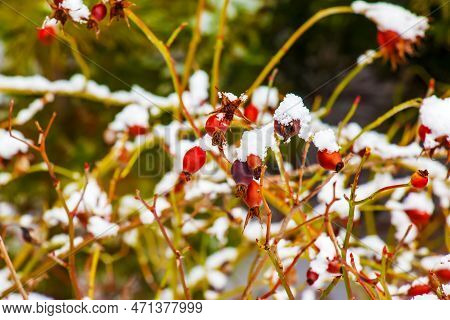 Snow Covered Red Rosehip Berries On A Bush In Winter. Wild Rose Hips Rosa Acicularis. Winter Berries