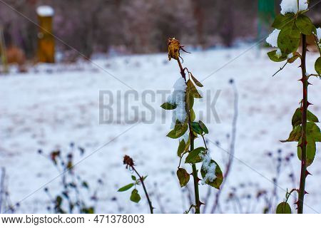 Snow Covered Red Rosehip Berries On A Bush In Winter. Wild Rose Hips Rosa Acicularis. Winter Berries