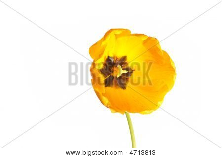 Blomst