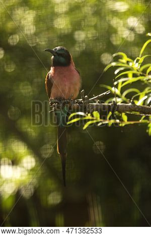 The Northern Carmine Bee-eater (merops Nubicus) In Zoo.