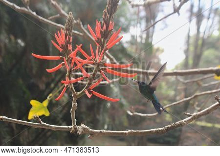 A Brazilian Swallow-tailed Hummingbird Fly Around Red Flower The Bird Is Very Fast Than Get Plane An