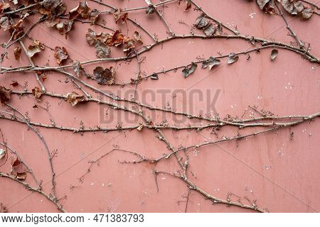 Ivy Vines On A Red Wall In Winter, Taoist Temple, Luodai, Sichuan Province, China