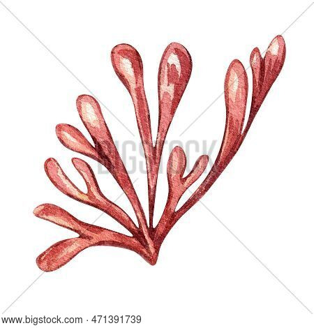 Sea Plant Watercolor Illustration Isolated On White Background.