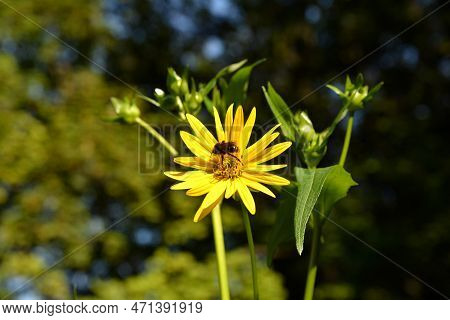 Blossoms Of A Cup Plant Silphium Perfoliatum