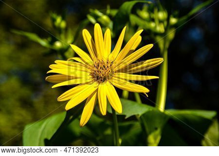 Silphium Perfoliatum Cup Plant Yellow Flowers With Green Leaves .blossom Of A Cup Plant In A Field .