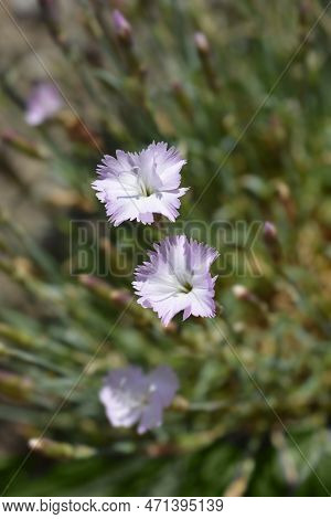 Pink Whatfield Wisp Flowers In The Spring
