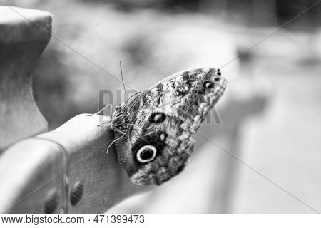 Brown Peacock Butterfly Summer Winged Insect Lepidoptera Sitting On Blurry Nature Natural Background